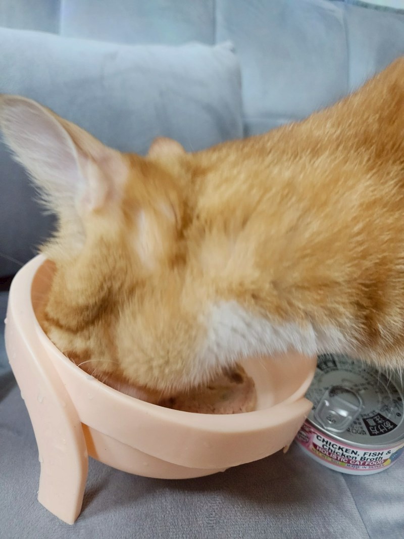 女人知己試用大隊,口碑行銷,部落客行銷,PURRFACT 波菲特貓用主食罐,主食罐,PURRFACT波菲特,貓主食罐,貓罐,PURRFACT波菲特貓用主食罐,魚肉蔓越莓主食罐,鮮嫩雞主食罐,鹿肉雞肉主食罐,牛肉鵪鶉貓主食罐,干貝蠶蛹配方,鱷魚肉白木耳配方,雞肉魚肉配方,安心鶉配方,評價,體驗,適口性佳,心得,成貓適用,高齡貓適用,質地是慕絲狀